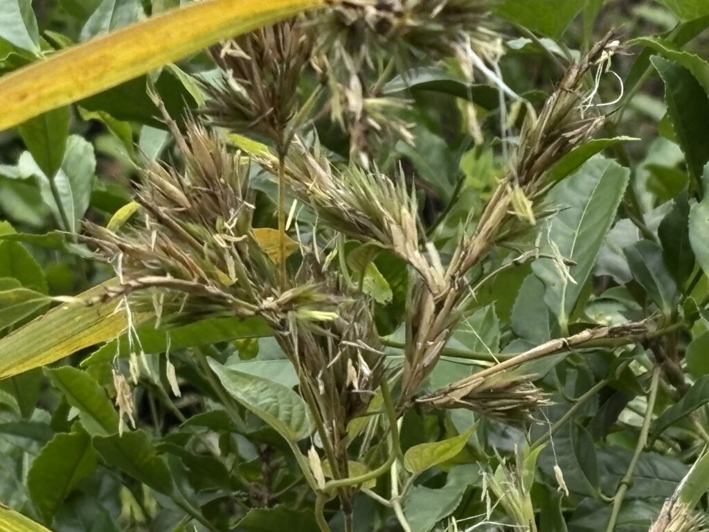 淡竹の花が咲いていました