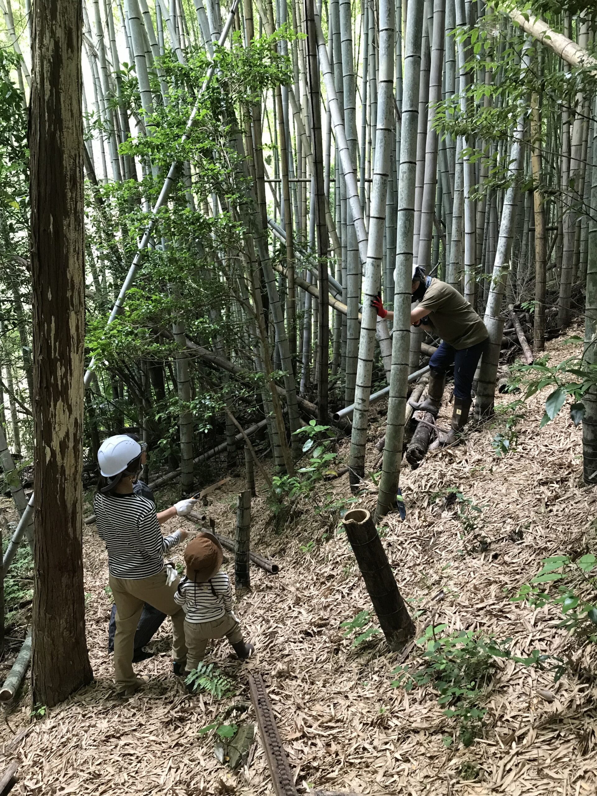 ④竹の間伐体験